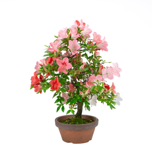 Rhododendron indicum 'Yumekoyo' (satsuki azalea), hoogte ~58cm