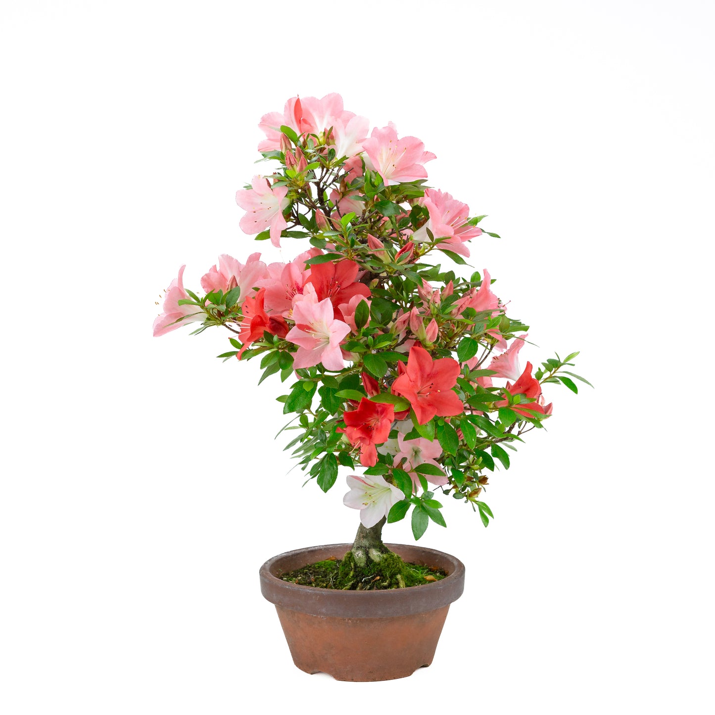 Rhododendron indicum 'Yumekoyo' (satsuki azalea), hoogte ~58cm