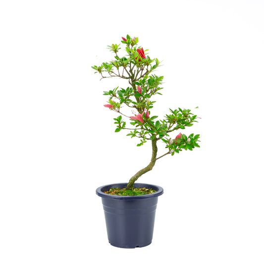 Rhododendron indicum 'Kangiten' (satsuki azalea), hoogte ~56cm