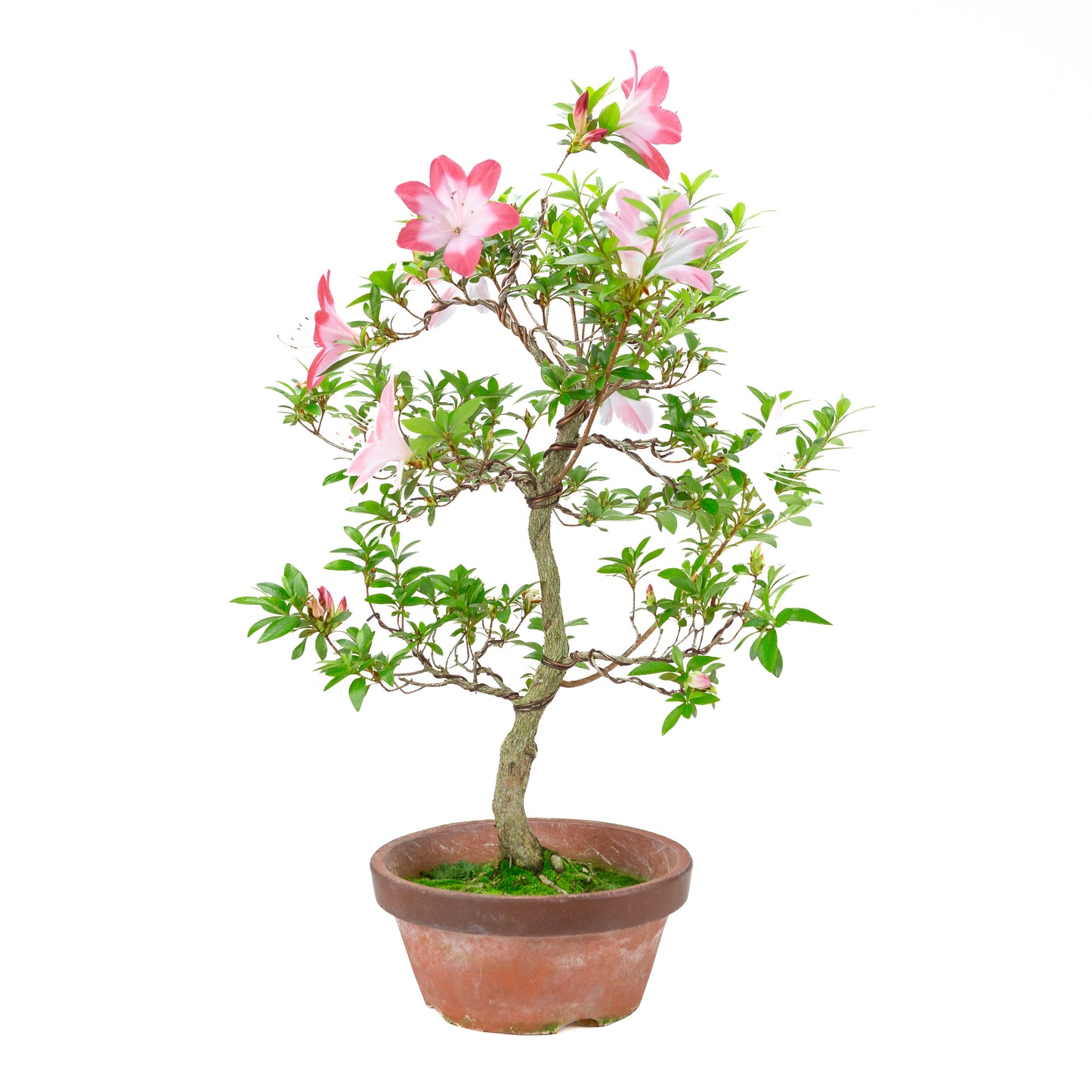 Rhododendron indicum 'Hatsukoi' (satsuki azalea), hoogte ~62cm