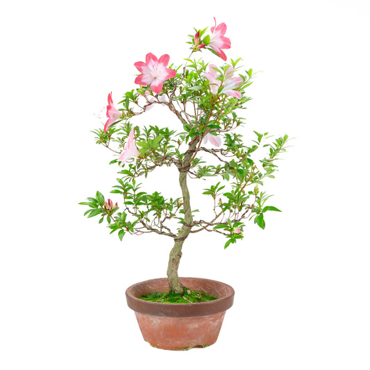 Rhododendron indicum 'Hatsukoi' (satsuki azalea), hoogte ~62cm