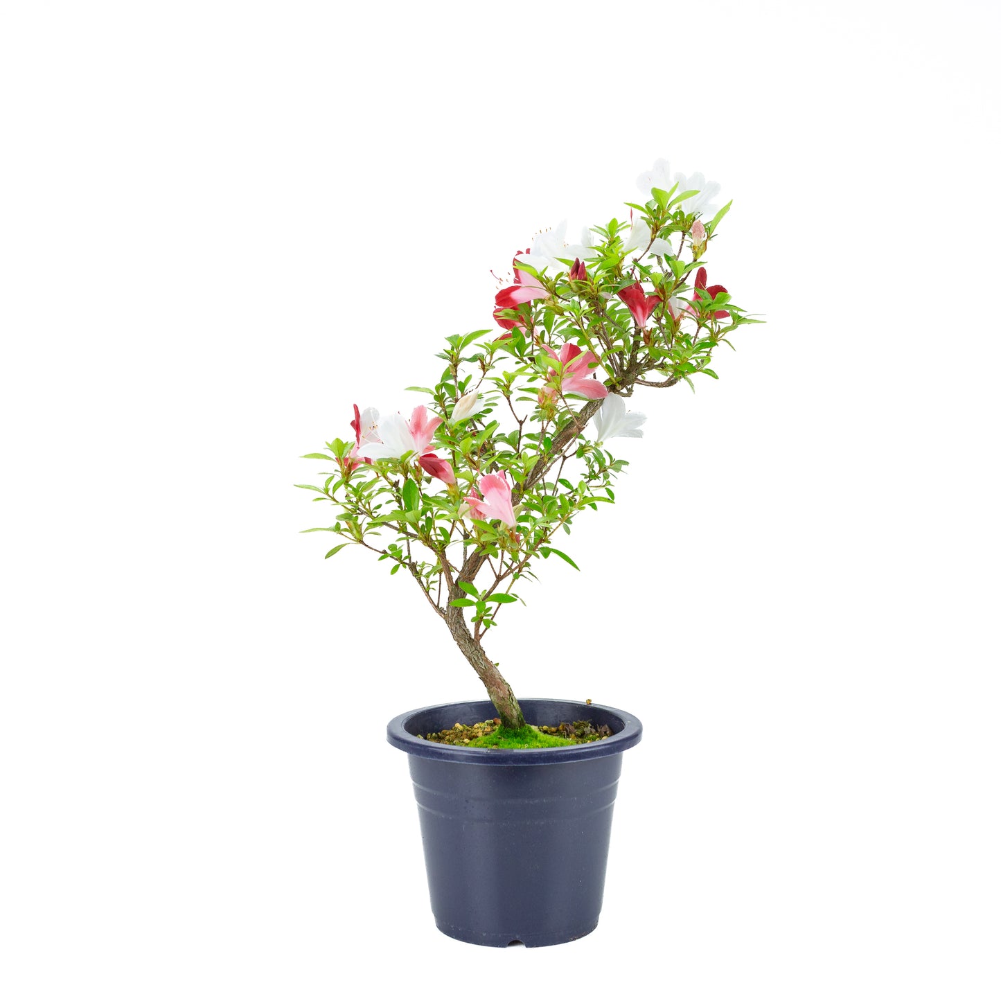Rhododendron indicum 'Yubi no Kagayaki' (satsuki azalea), hoogte ~54cm