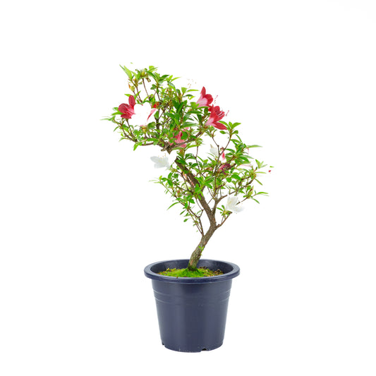 Rhododendron indicum 'Yubi no Kagayaki' (satsuki azalea), hoogte ~54cm