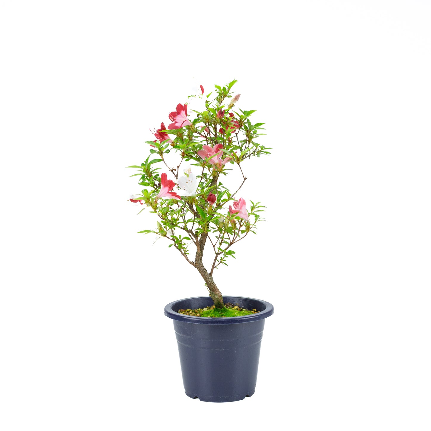 Rhododendron indicum 'Yubi no Kagayaki' (satsuki azalea), hoogte ~54cm