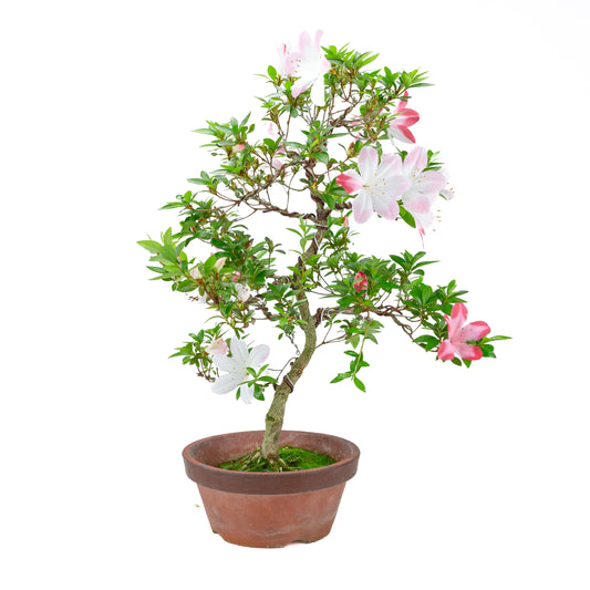 Rhododendron indicum 'Hatsukoi' (satsuki azalea), hoogte ~59cm