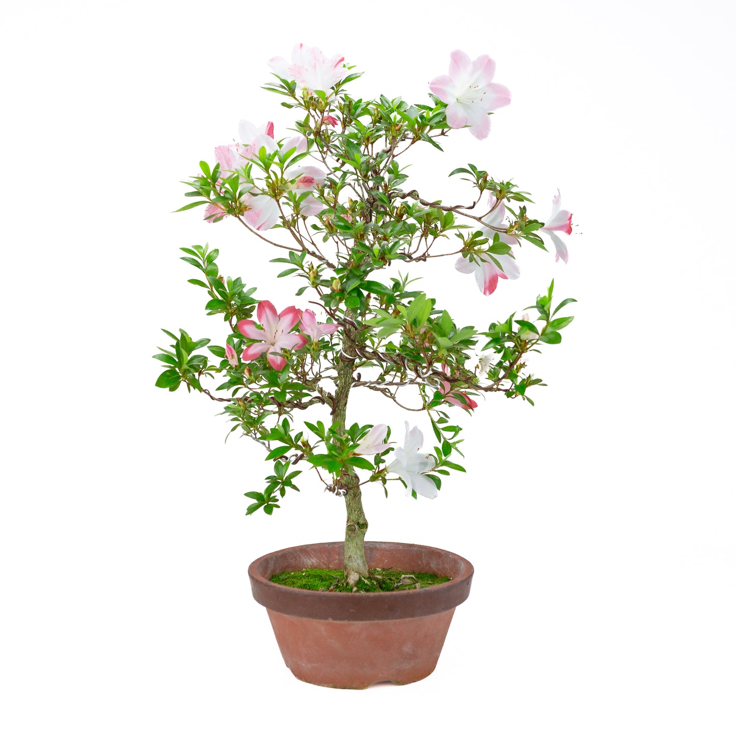 Rhododendron indicum 'Hatsukoi' (satsuki azalea), hoogte ~59cm