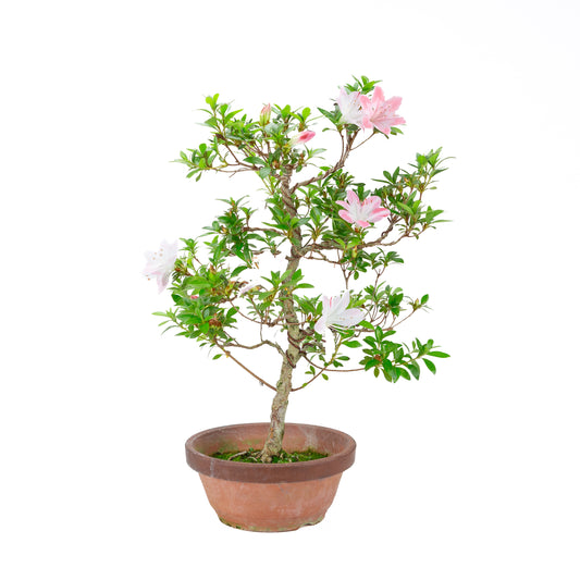 Rhododendron indicum 'Hatsukoi' (satsuki azalea), hoogte ~56cm