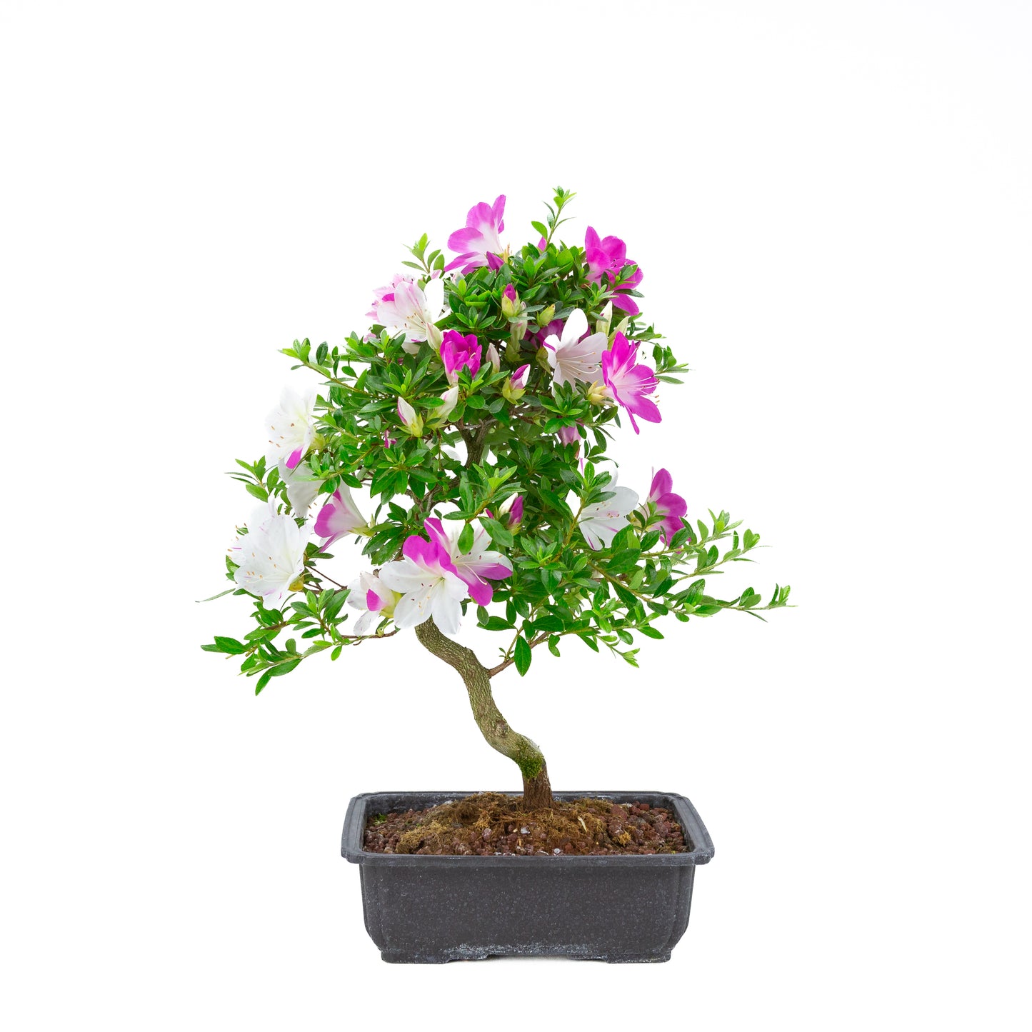 Rhododendron indicum 'Ruka' (satsuki azalea), hoogte ~54cm