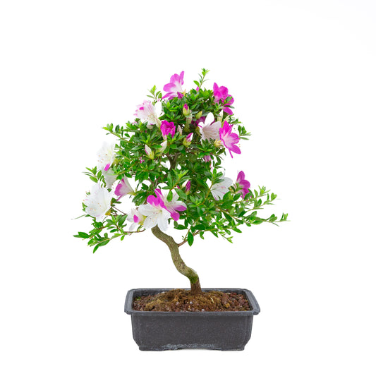 Rhododendron indicum 'Ruka' (satsuki azalea), hoogte ~54cm