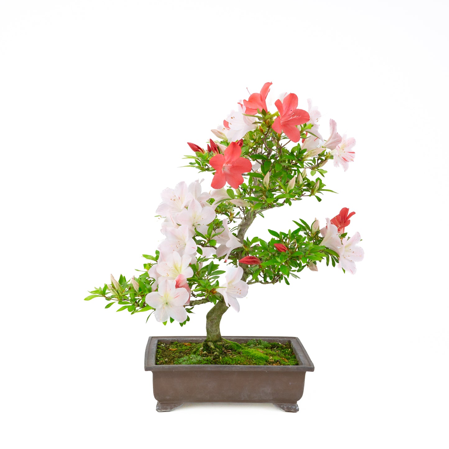 Rhododendron indicum 'Minaru' (satsuki azalea), hoogte ~54cm