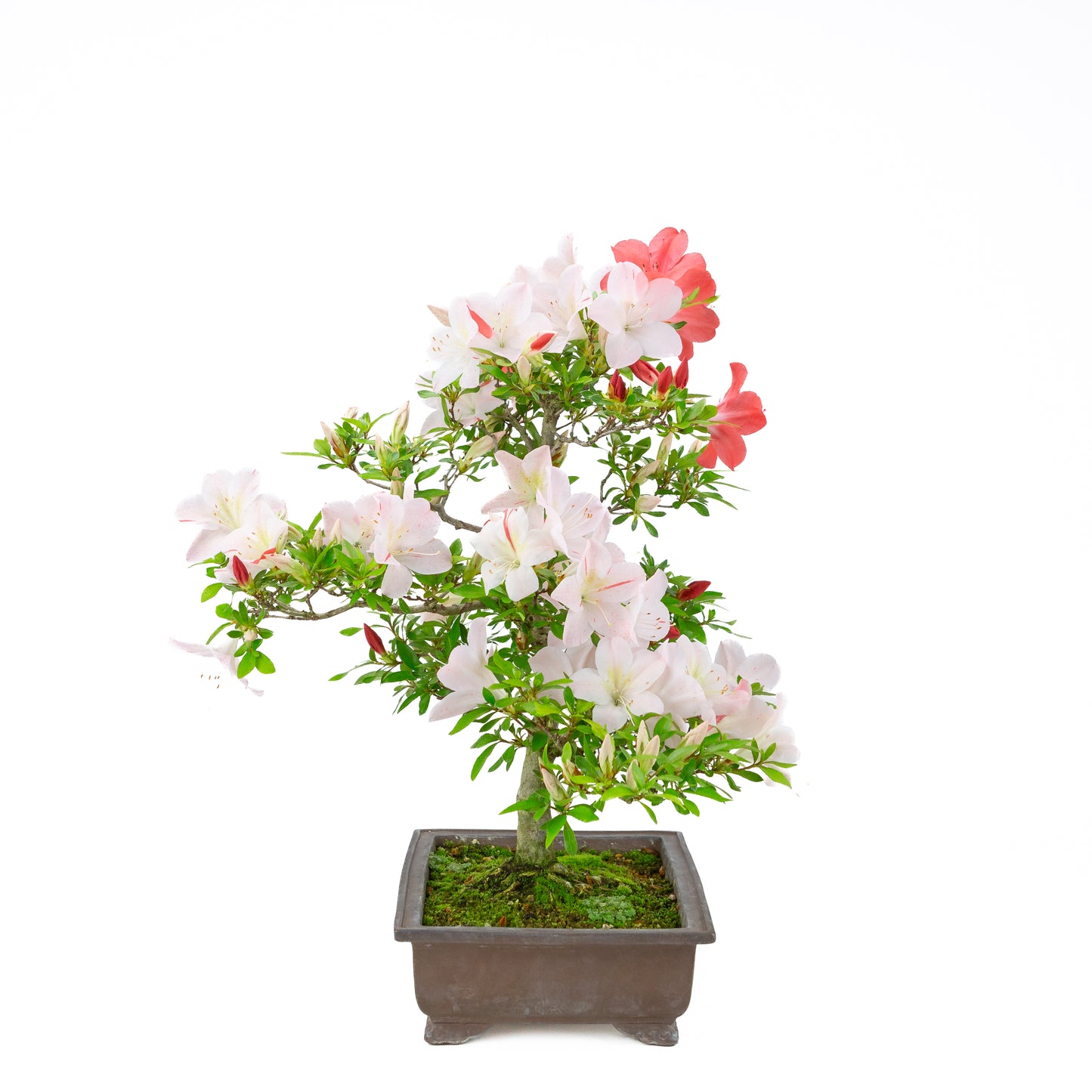 Rhododendron indicum 'Minaru' (satsuki azalea), hoogte ~54cm