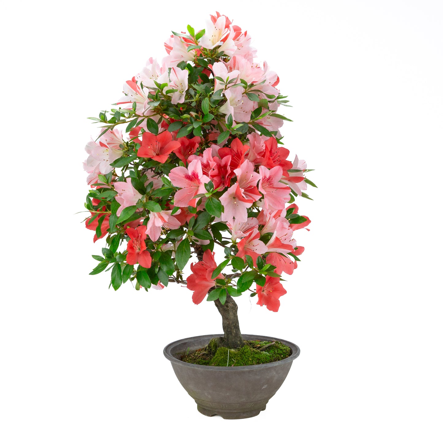 Rhododendron indicum 'Yumekoyo' (satsuki azalea), hoogte ~62cm