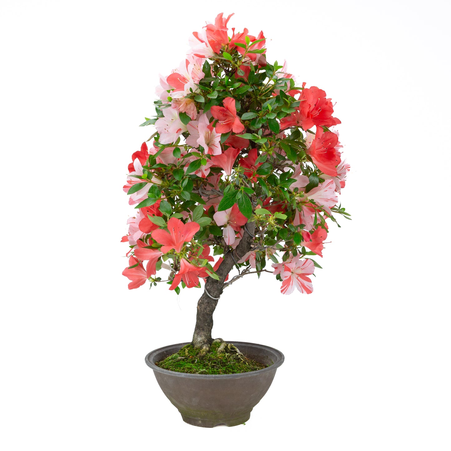 Rhododendron indicum 'Yumekoyo' (satsuki azalea), hoogte ~62cm