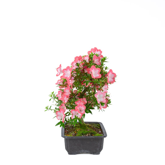 Rhododendron indicum 'Sakura' (satsuki azalea), hoogte ~44cm