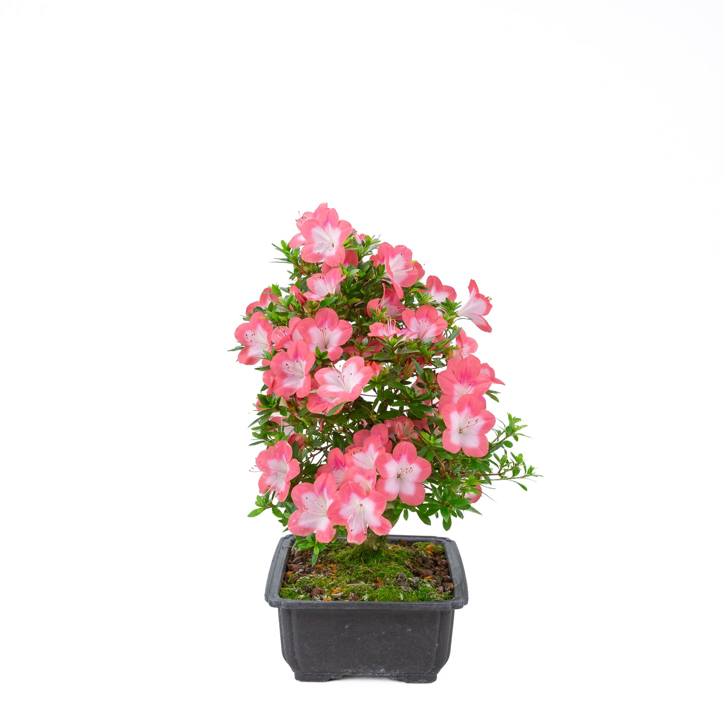 Rhododendron indicum 'Sakura' (satsuki azalea), hoogte ~44cm