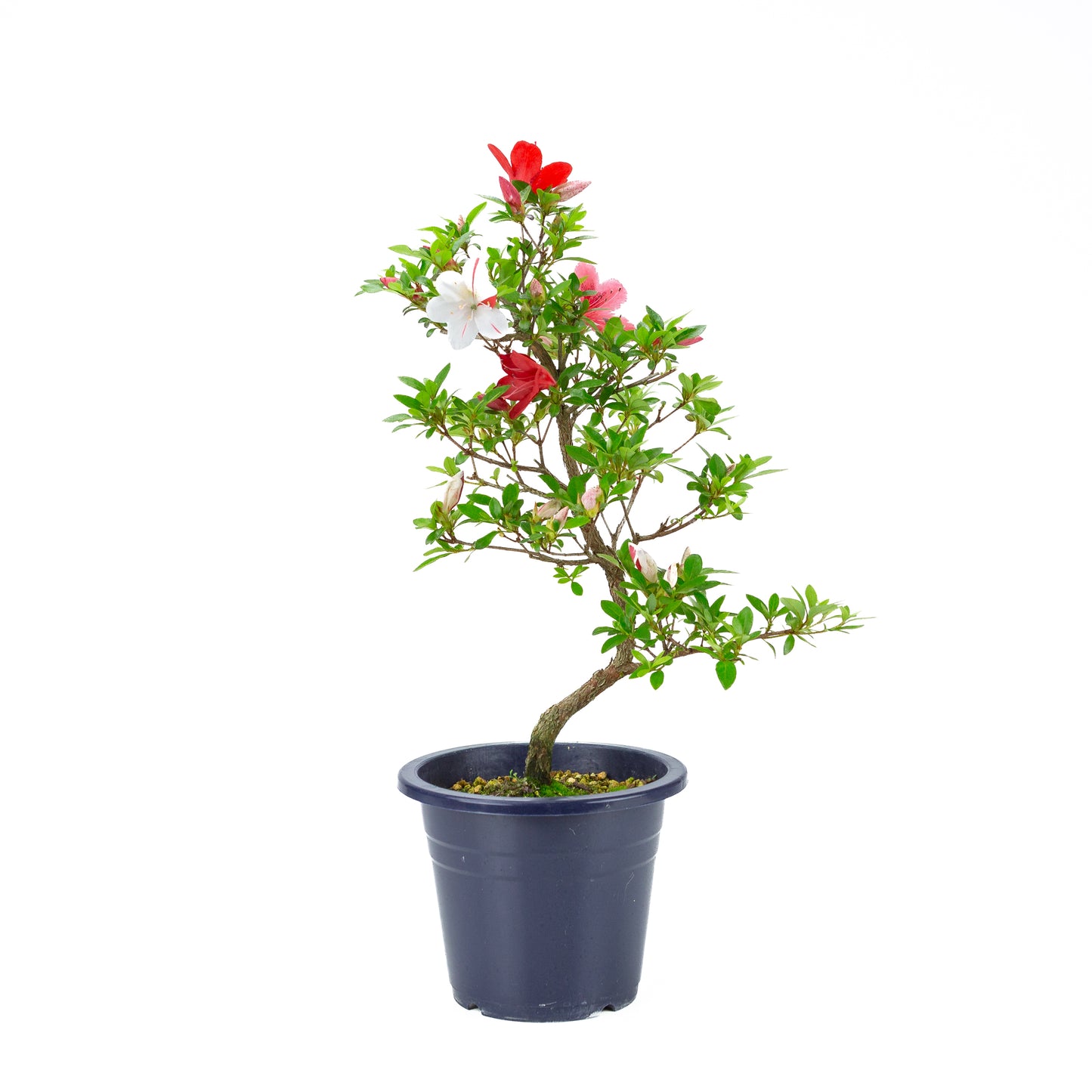 Rhododendron indicum 'Kangiten' (satsuki azalea), hoogte ~53cm