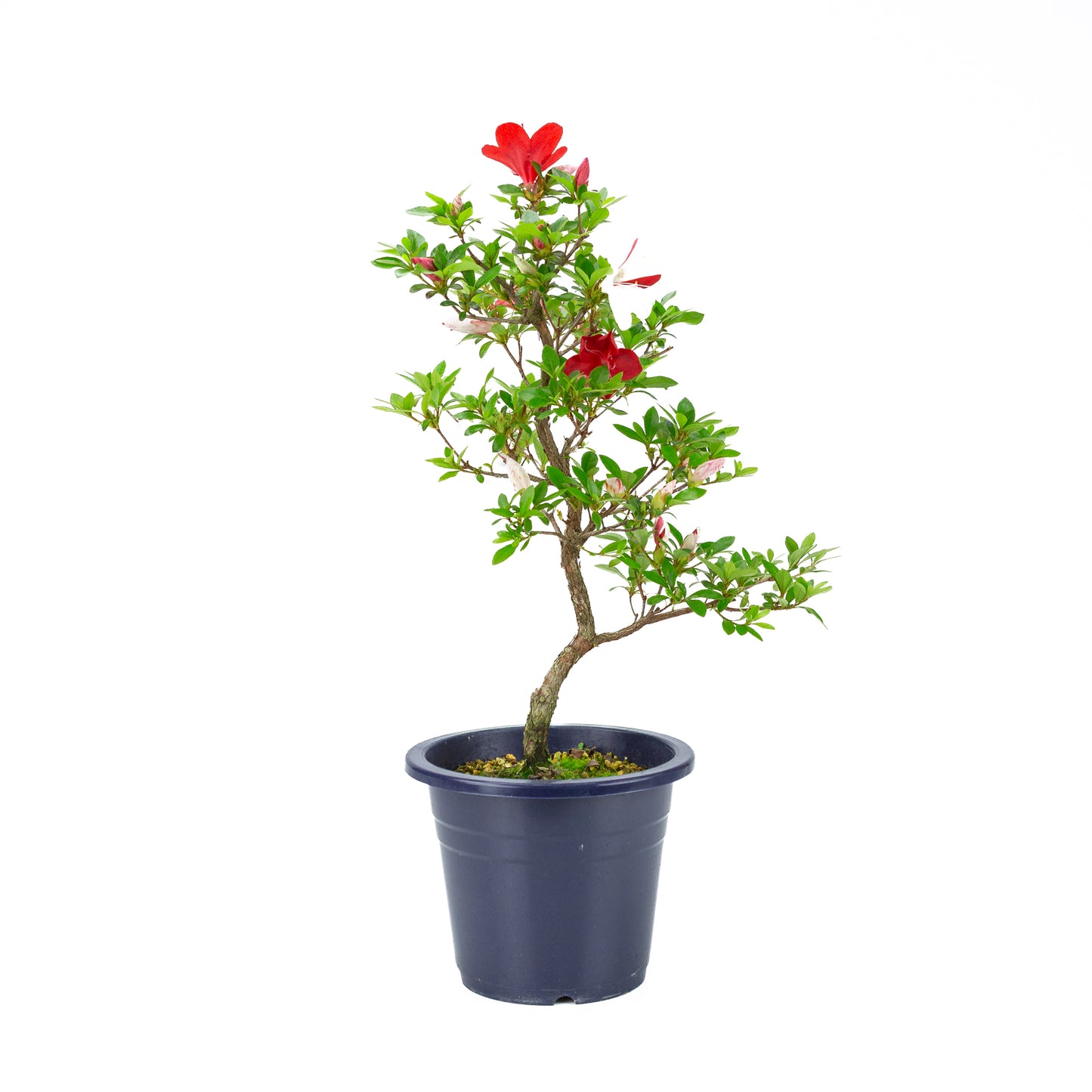Rhododendron indicum 'Kangiten' (satsuki azalea), hoogte ~53cm