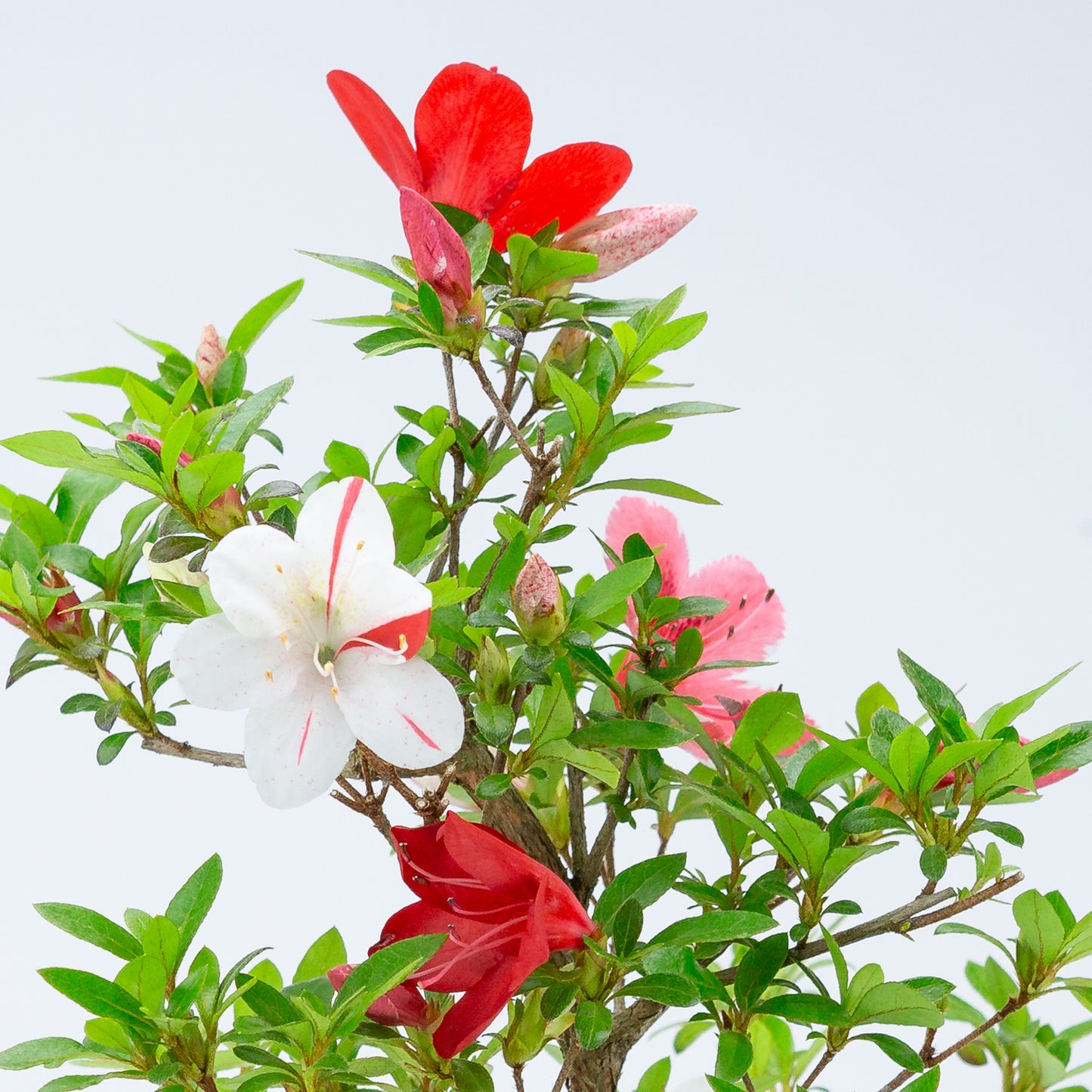 Rhododendron indicum 'Kangiten' (satsuki azalea), hoogte ~53cm