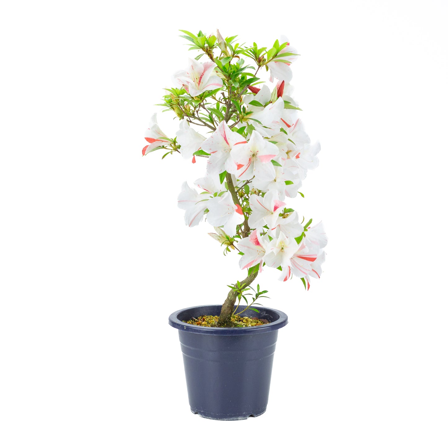 Rhododendron indicum 'Umihotaru' (satsuki azalea), hoogte ~58cm