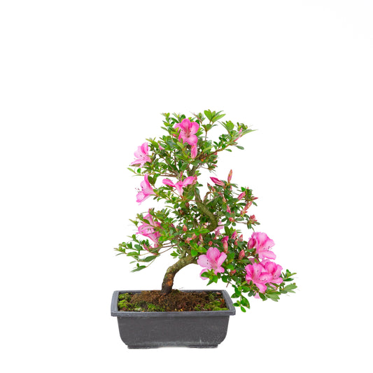 Rhododendron indicum 'Azuma Kagami' (satsuki azalea), hoogte ~45cm