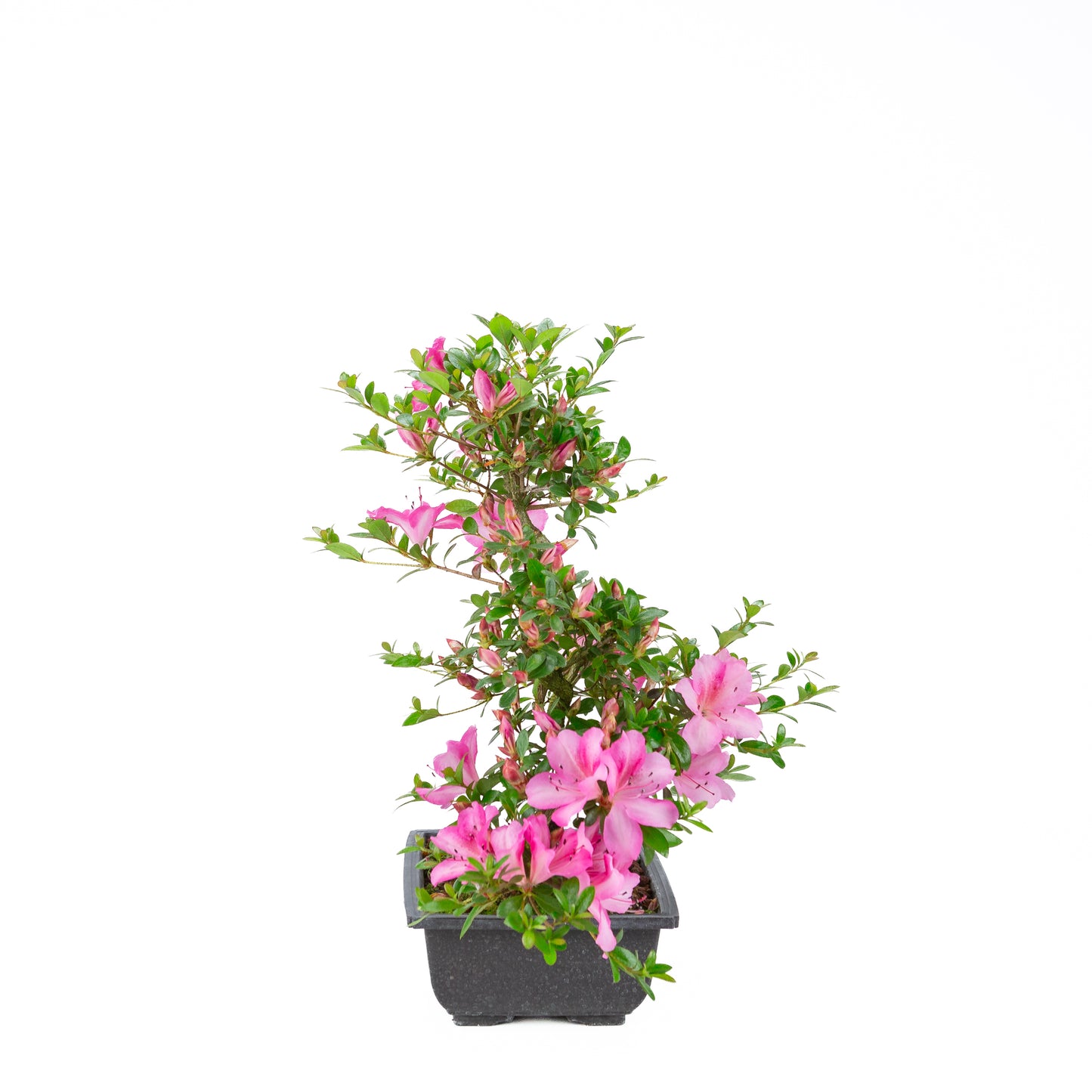 Rhododendron indicum 'Azuma Kagami' (satsuki azalea), hoogte ~45cm