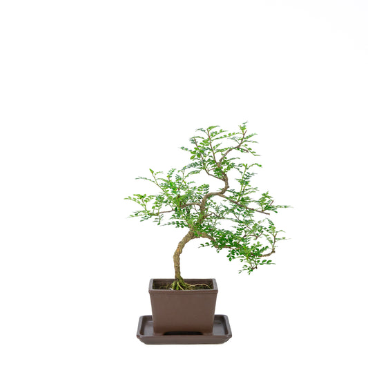 Zanthoxylum piperitum (peperboom), hoogte ~39cm