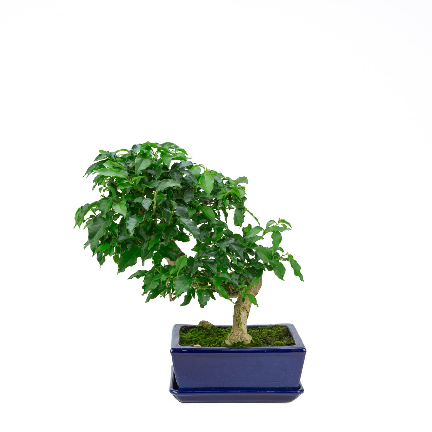 Bougainvillea glabra, hoogte ~41cm