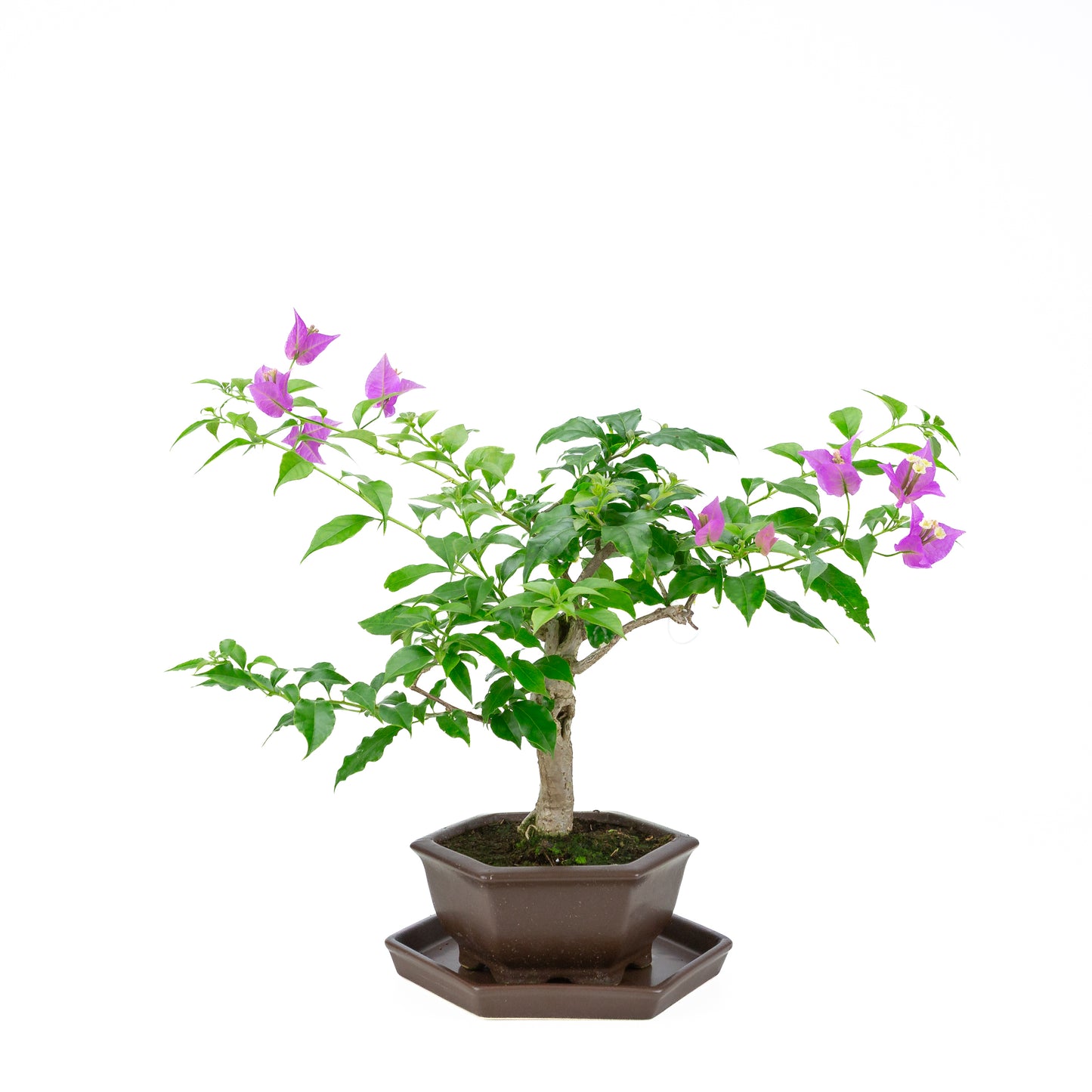 Bougainvillea glabra, hoogte ~35cm