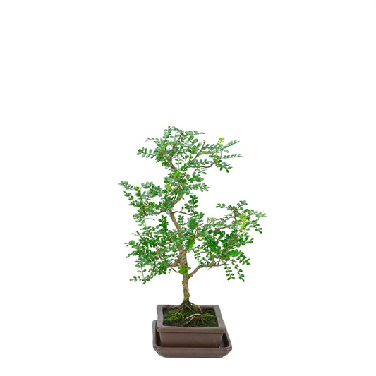 Zanthoxylum piperitum (peperboom), hoogte ~38cm