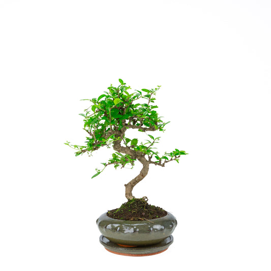 Carmona Bonsai (Fukien Thee) in groene ronde pot 21cm, hoogte ~40cm