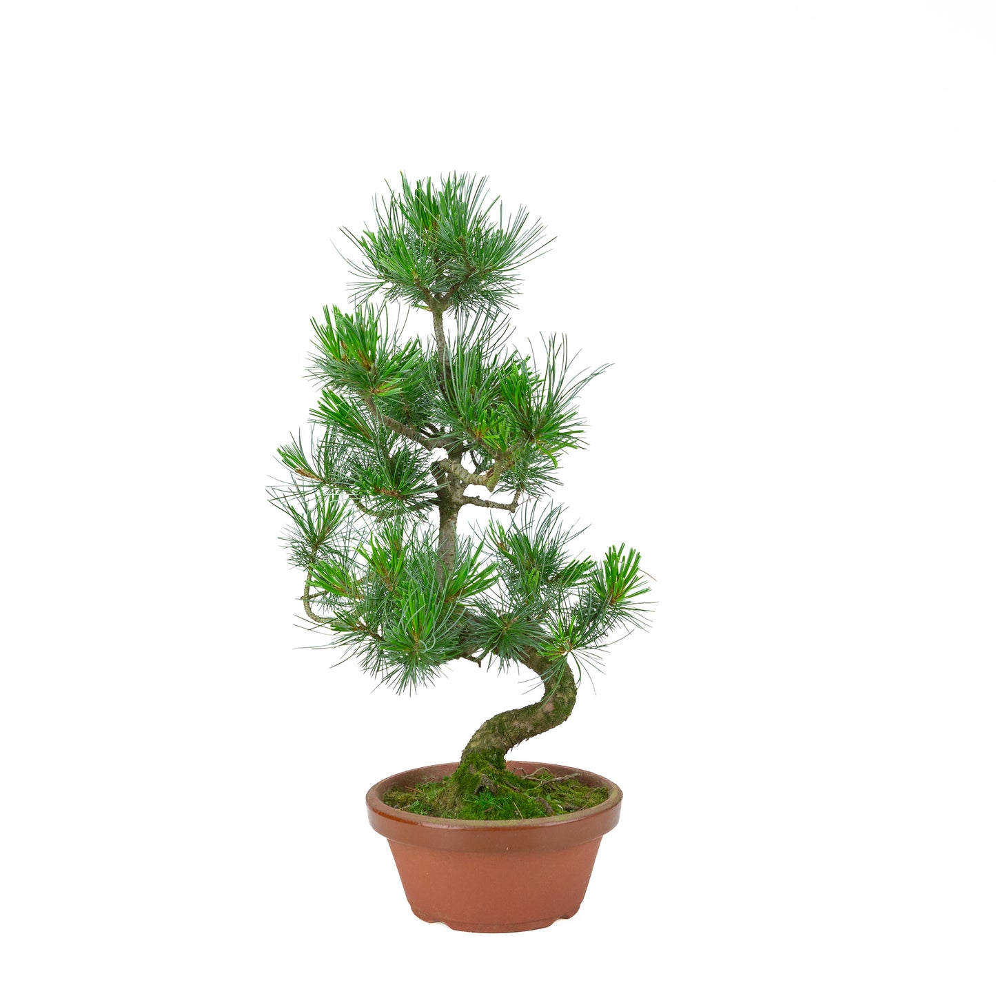 Pinus parviflora (witte den) terracotta pot 19 cm, hoogte ~53 cm