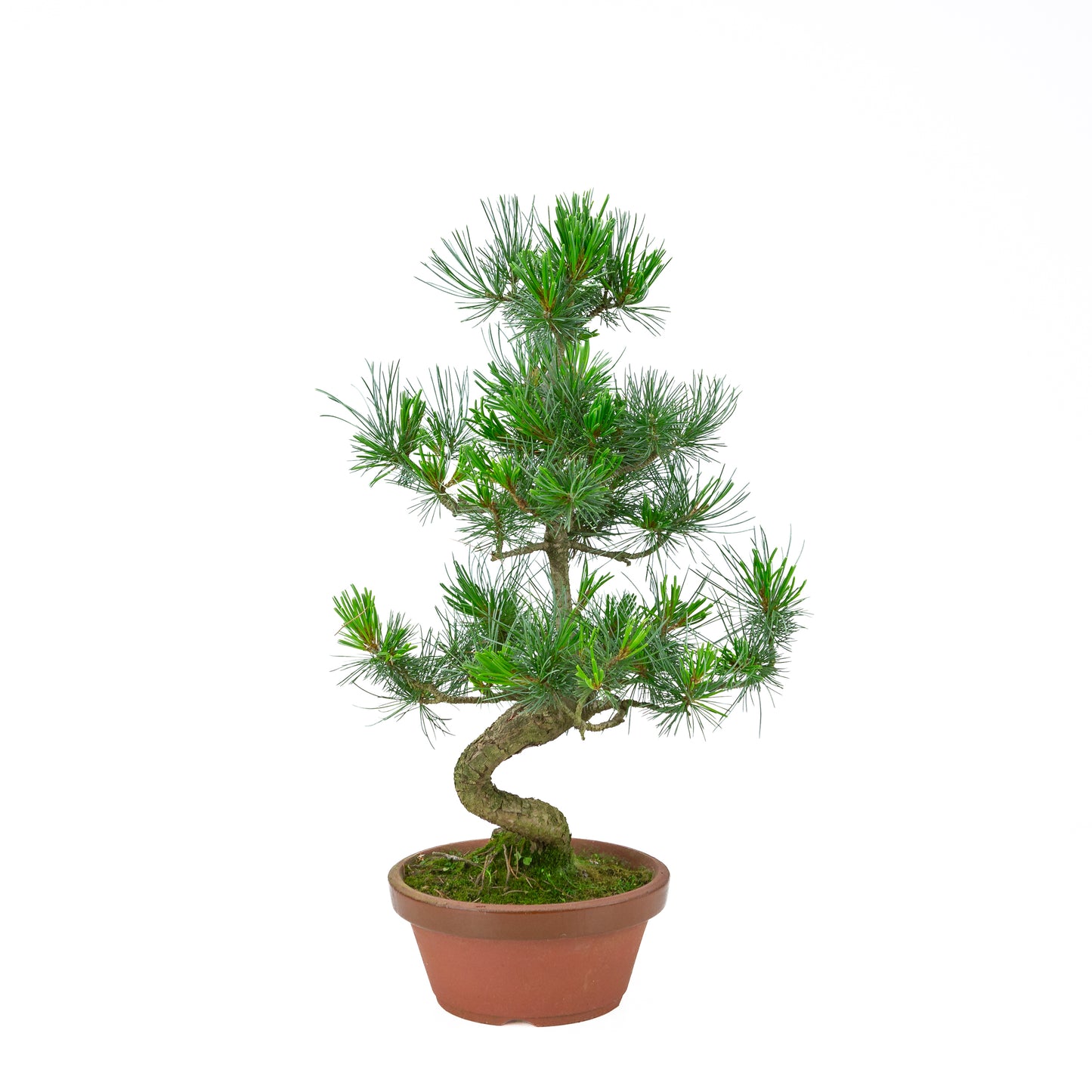 Pinus parviflora (witte den) terracotta pot 19 cm, hoogte ~53 cm