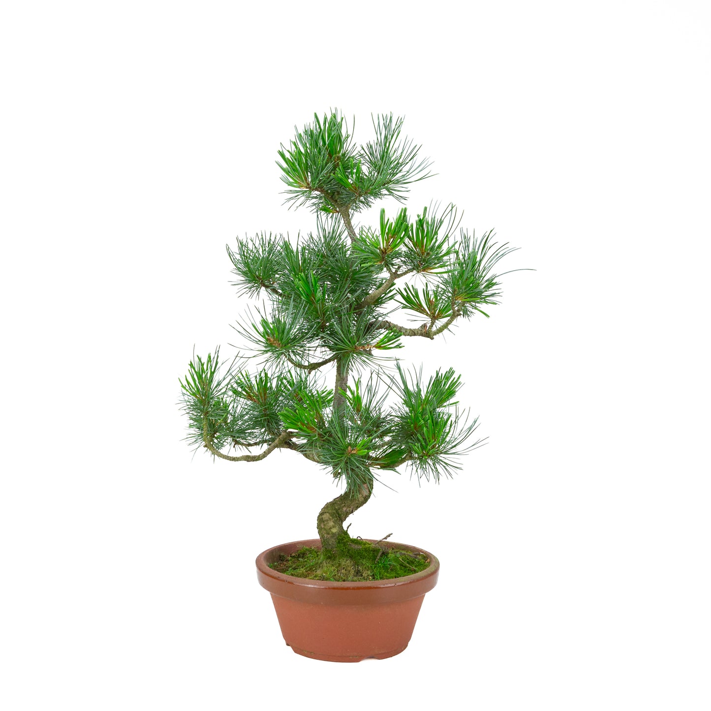 Pinus parviflora (witte den) terracotta pot 19 cm, hoogte ~53 cm