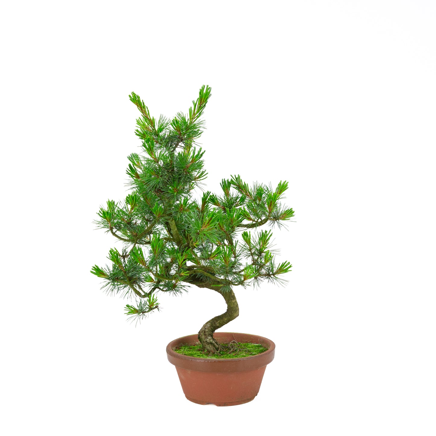 Pinus parviflora (witte den) terracotta pot 19 cm, hoogte ~48 cm