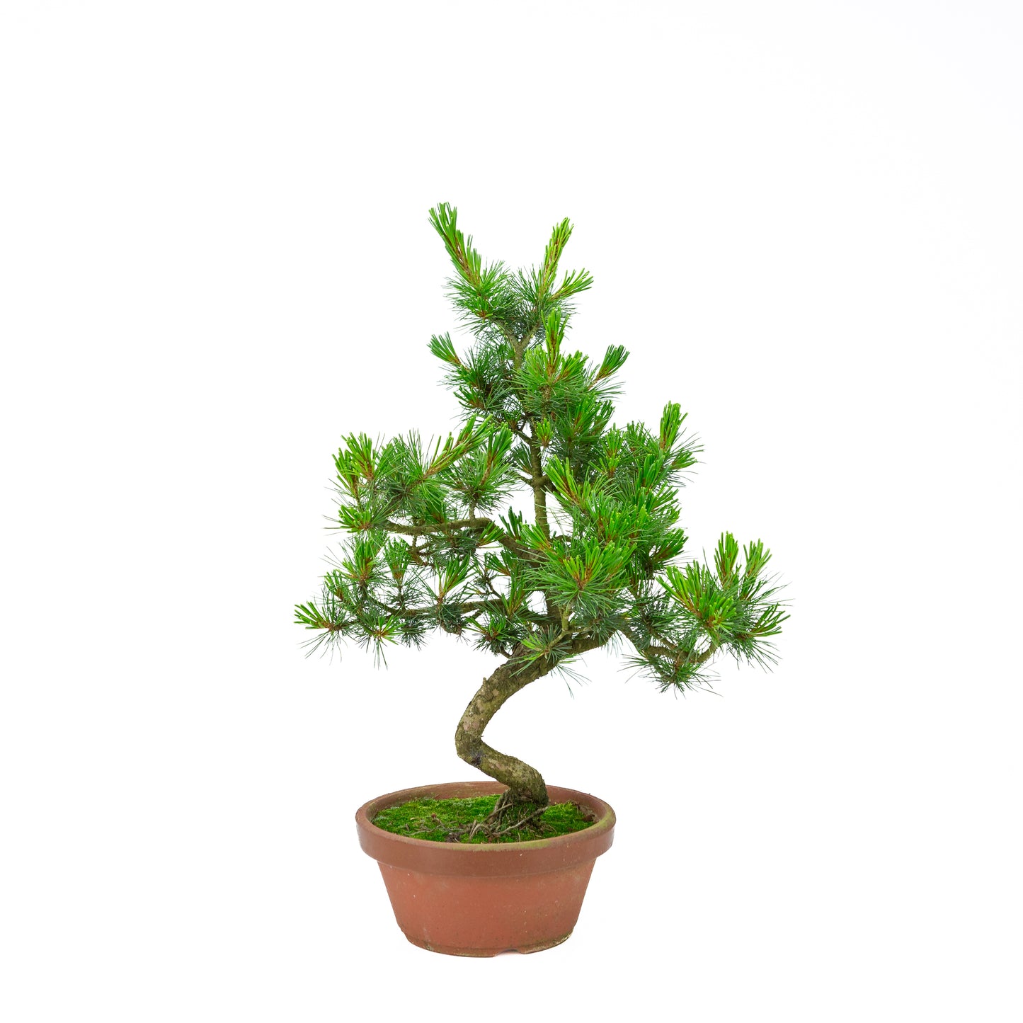 Pinus parviflora (witte den) terracotta pot 19 cm, hoogte ~48 cm