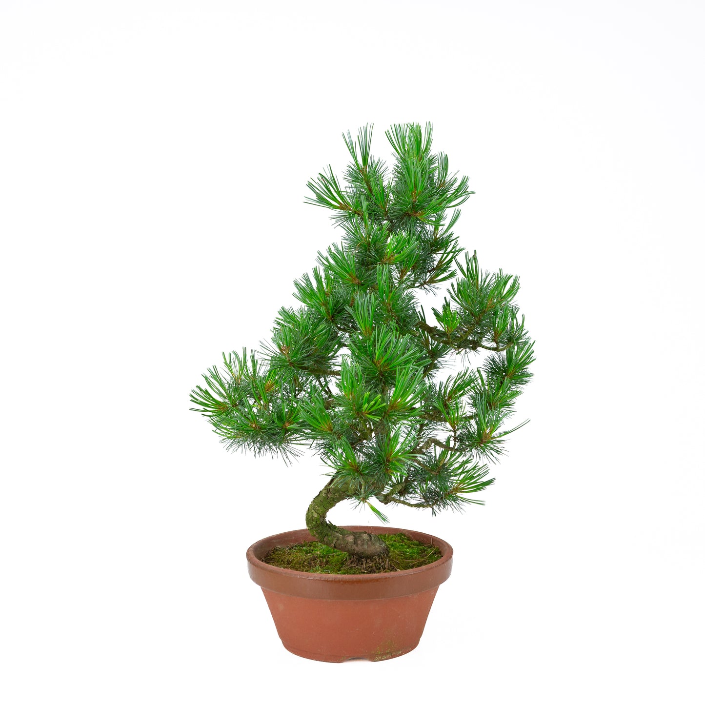 Pinus parviflora (witte den) terracotta pot 22 cm, hoogte ~55 cm
