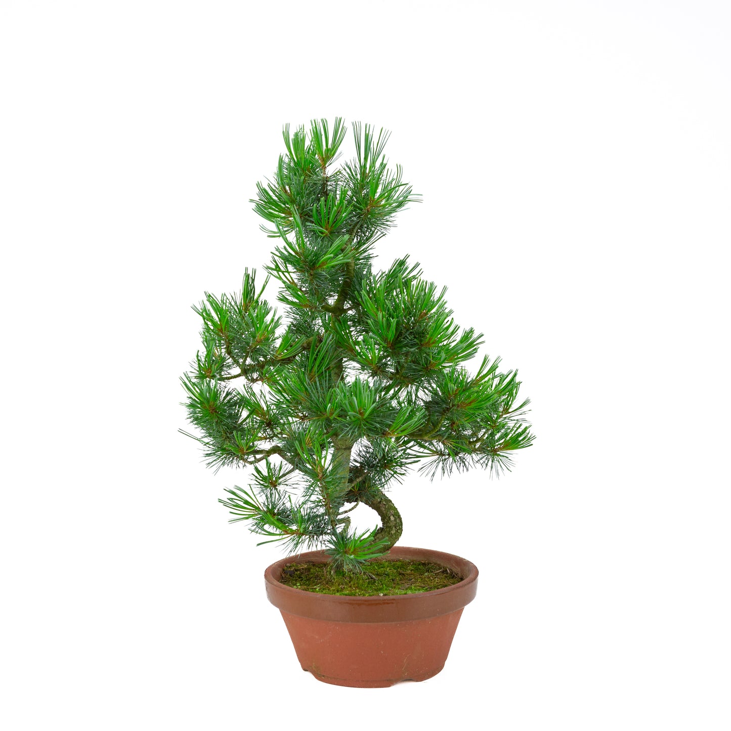 Pinus parviflora (witte den) terracotta pot 22 cm, hoogte ~55 cm