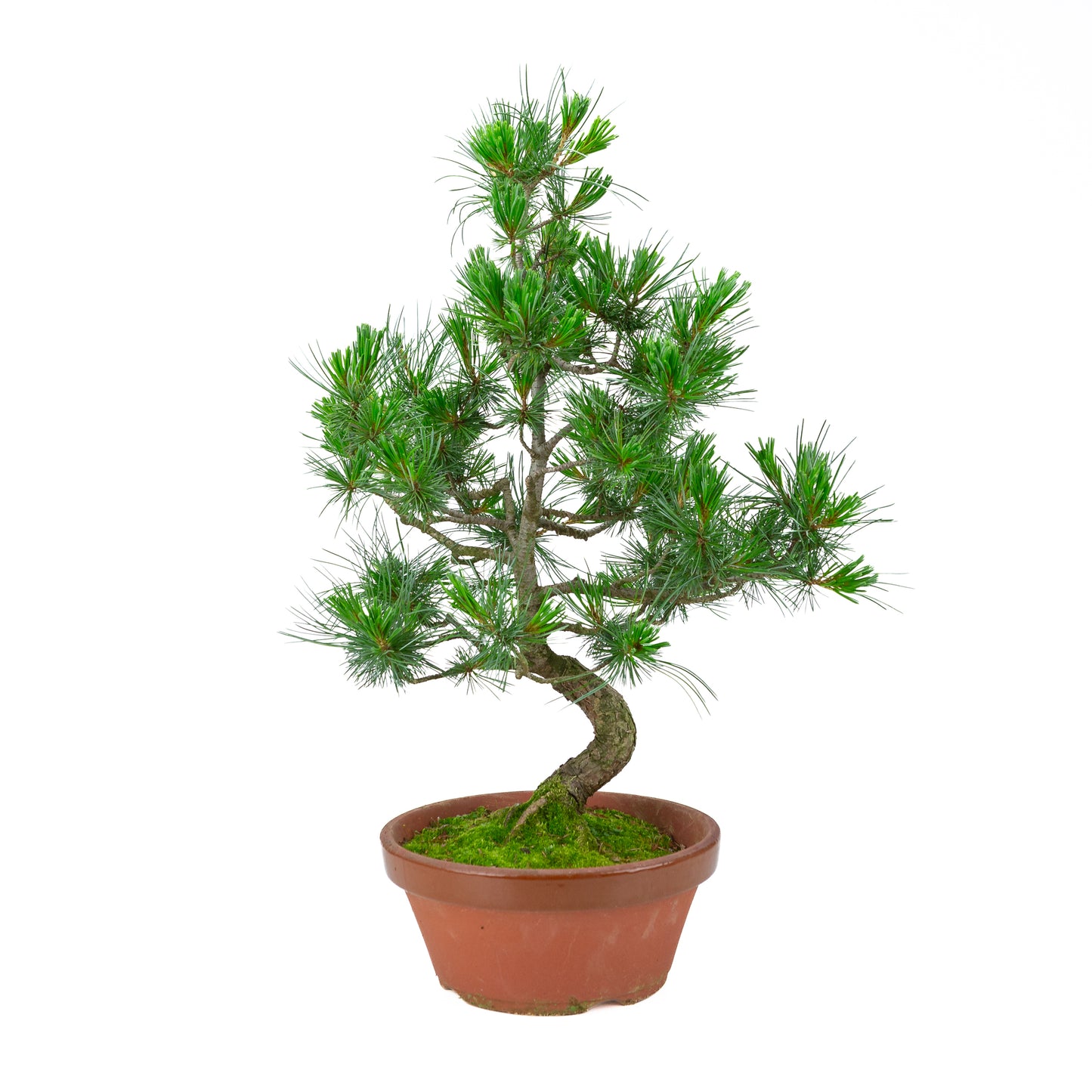 Pinus parviflora (witte den) terracotta pot 22 cm, hoogte ~58 cm
