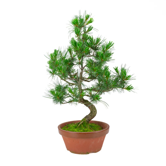 Pinus parviflora (witte den) terracotta pot 22 cm, hoogte ~58 cm