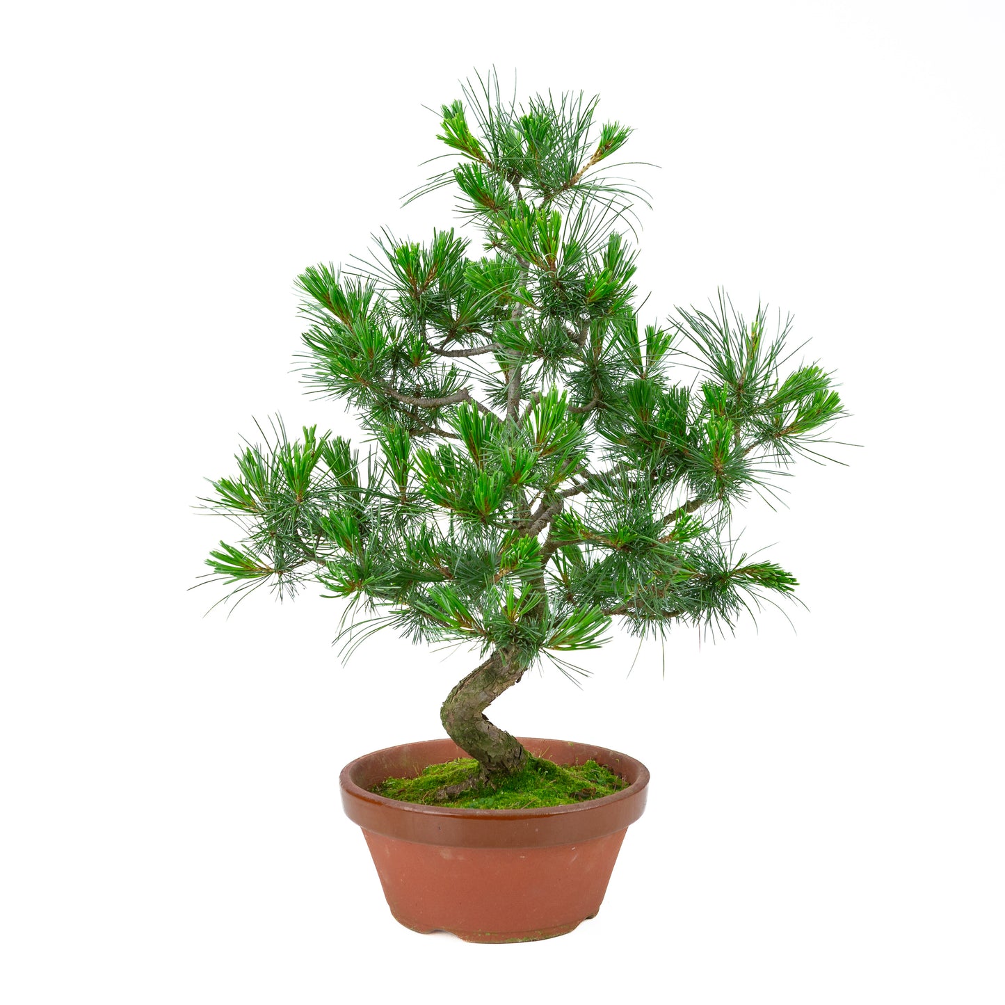 Pinus parviflora (witte den) terracotta pot 22 cm, hoogte ~58 cm