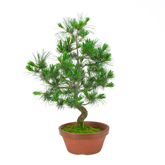 Pinus parviflora (witte den) terracotta pot 22 cm, hoogte ~58 cm