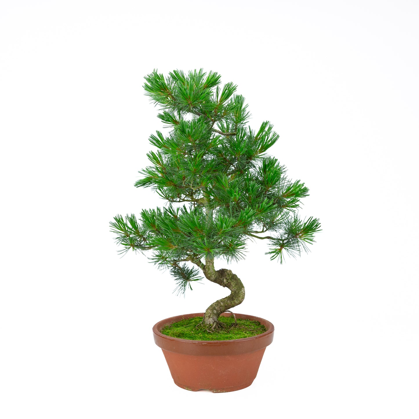 Pinus parviflora (witte den) terracotta pot 22 cm, hoogte ~57 cm