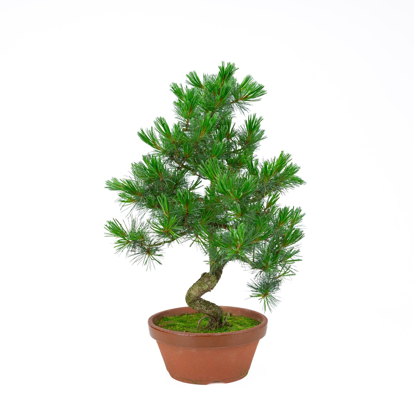 Pinus parviflora (witte den) terracotta pot 22 cm, hoogte ~57 cm
