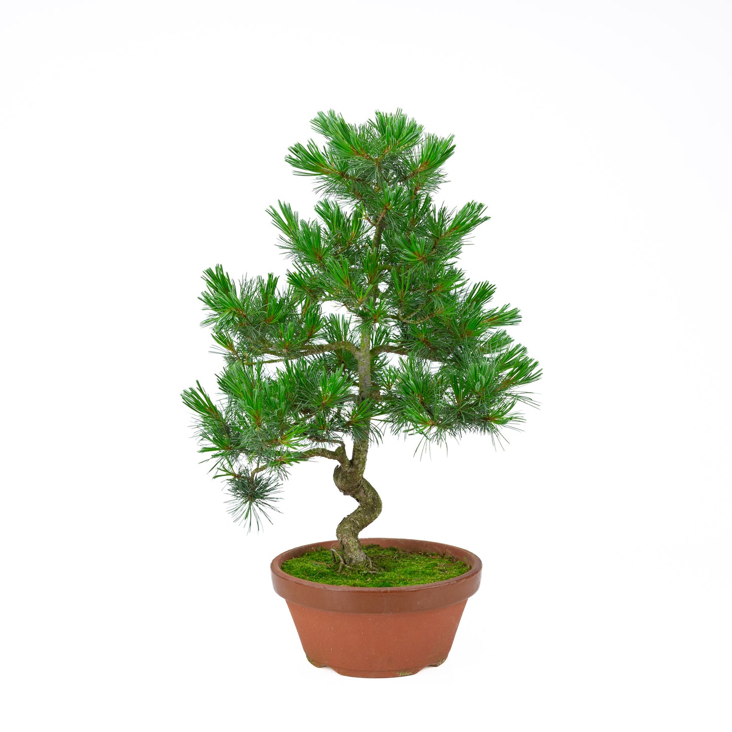 Pinus parviflora (witte den) terracotta pot 22 cm, hoogte ~57 cm