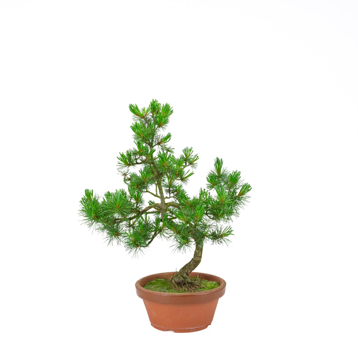 Pinus parviflora (witte den) terracotta pot 19 cm, hoogte ~45 cm