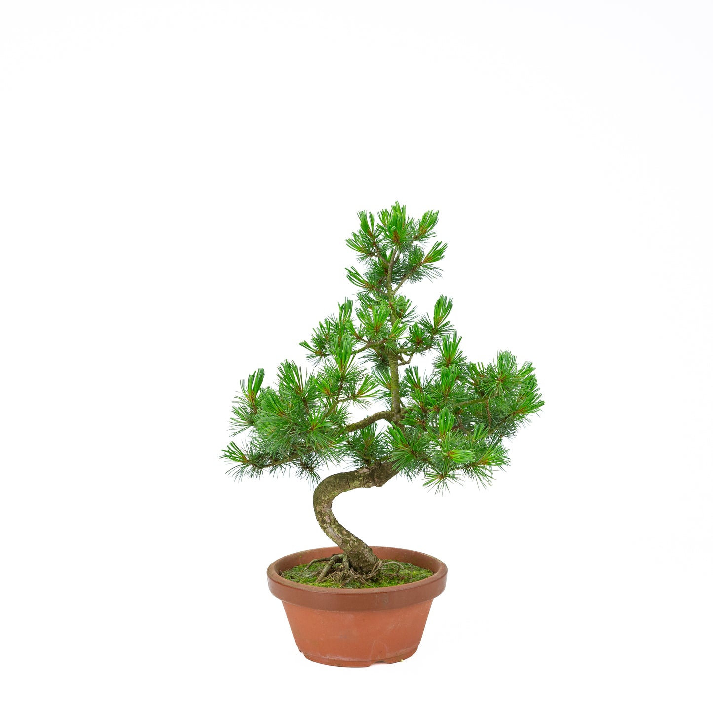 Pinus parviflora (witte den) terracotta pot 19 cm, hoogte ~45 cm