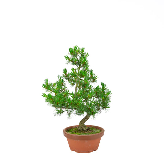 Pinus parviflora (witte den) terracotta pot 19 cm, hoogte ~45 cm