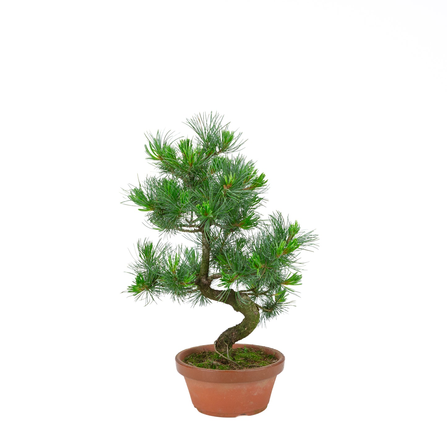 Pinus parviflora (witte den) terracotta pot 19 cm, hoogte ~49 cm