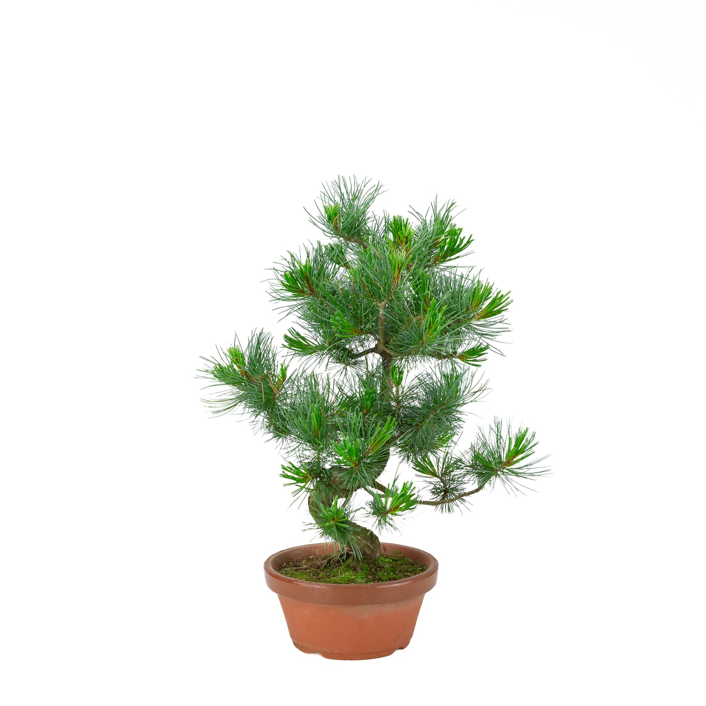Pinus parviflora (witte den) terracotta pot 19 cm, hoogte ~49 cm