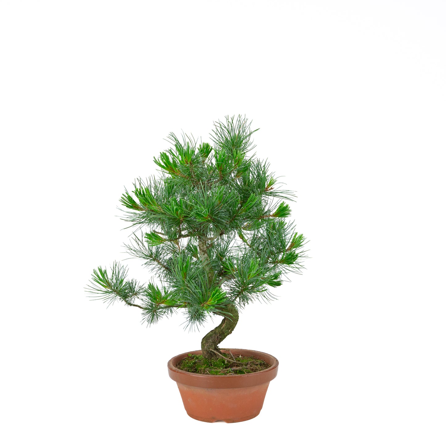 Pinus parviflora (witte den) terracotta pot 19 cm, hoogte ~49 cm